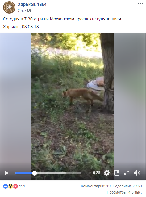 &quot;С виду не бешеная&quot;: в Харькове по улицам разгуливает лиса (видео)